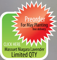 Massuet Niagara Lavender